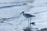 Sandpiper