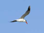 CaspianTern